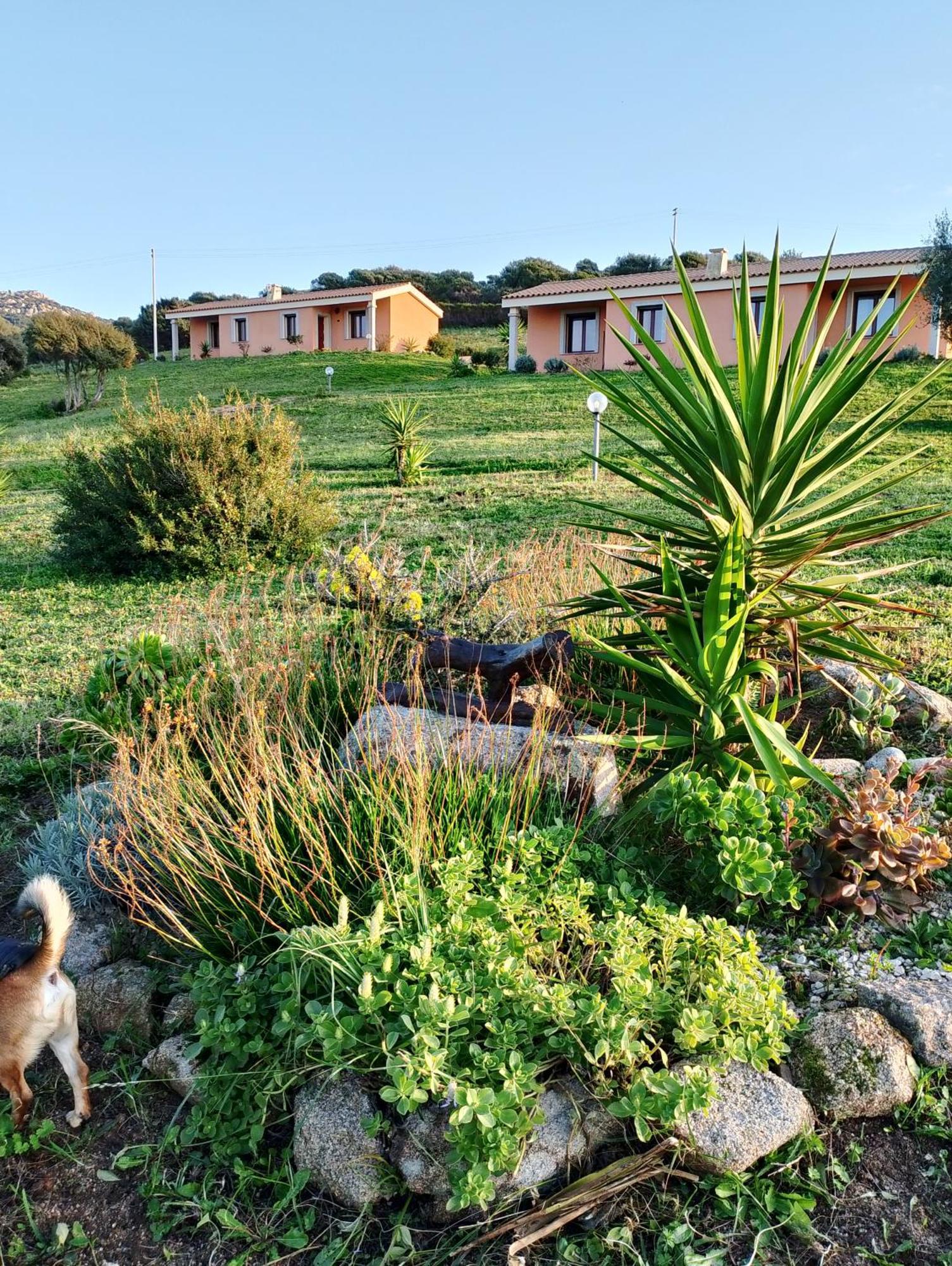 Gli Olivastri Con Piscina,Solarium, Vista Mare ,Sole -Mare E Tanta Natura ,Climatizzatore,Wifi Aglientu Exterior photo